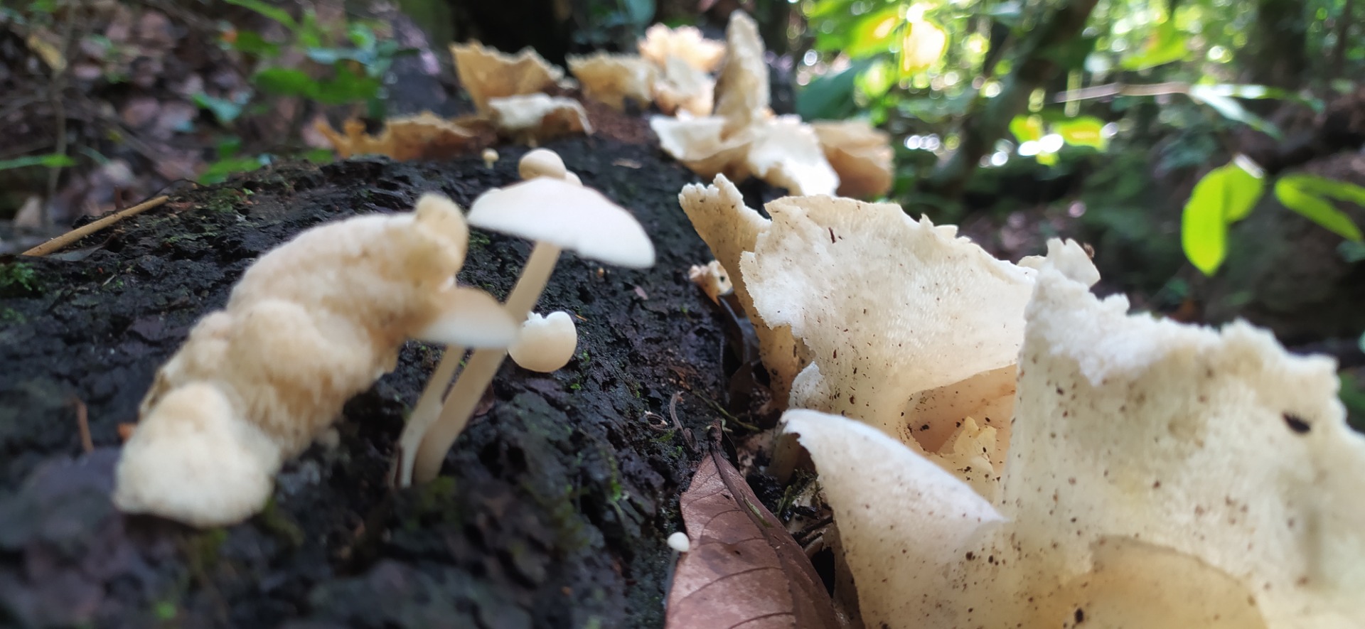 Eficiência produtiva e desenvolvimento de soluções baseadas na natureza (SbN), aplicadas ao manejo agrícola e à regeneração dos recursos naturais