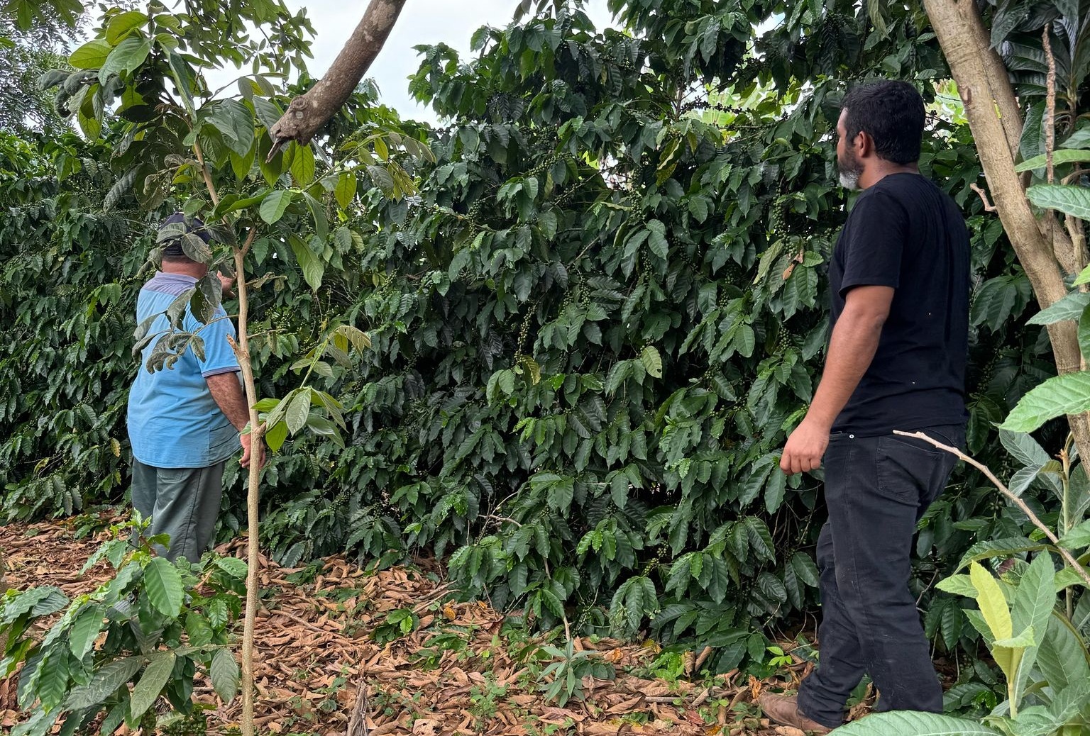 Assistência Técnica Agronômica