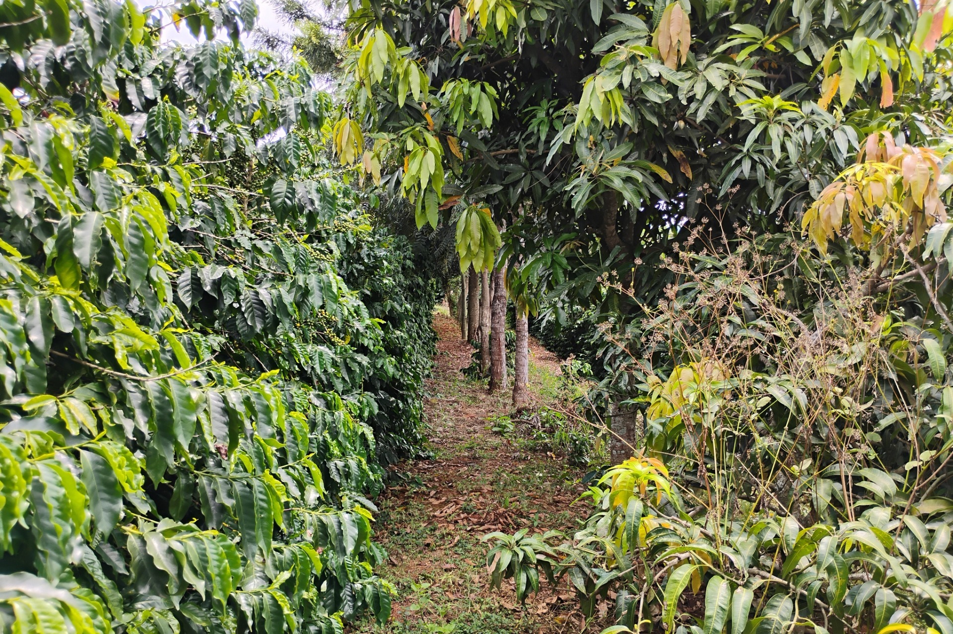 Arranjos Produtivos e Restauração Funcional
